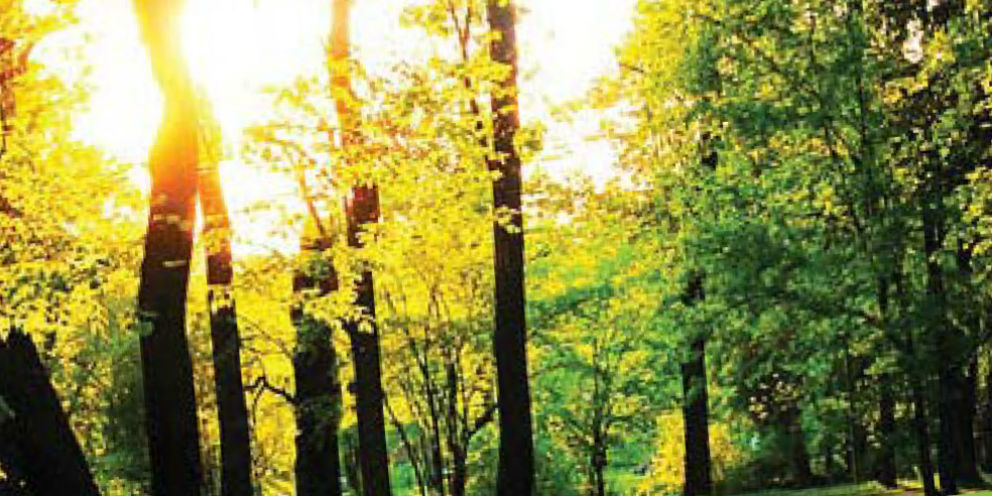 "Acclamino tutti gli alberi della foresta" (Sal 96,12). Custodire la biodiversità