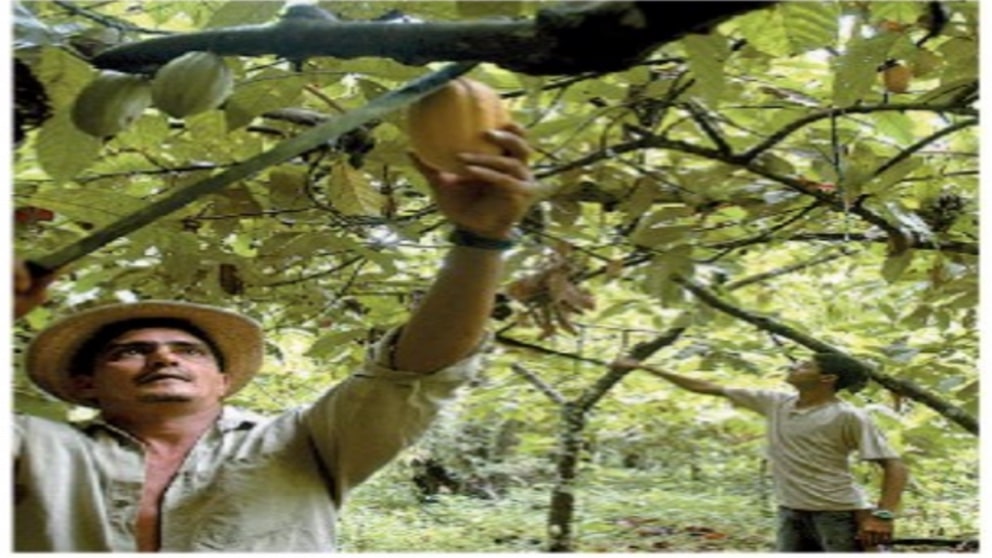 Dal caco dell'Amazzonia al clima del lago di Garda, i buoni frutti della Laudato si' 